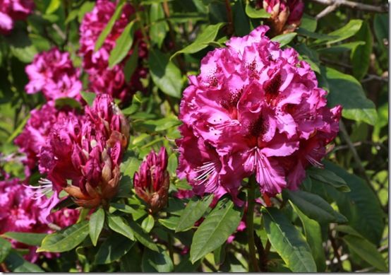 Rhododendron 'Colonel Coen'