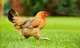 Hen on the move