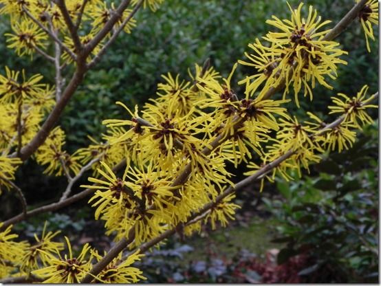 Hamamelis - The Winter Witch - Easy Big Trees