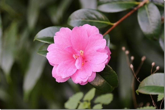 4 Camellia 'Inspiration'