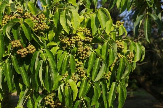 Phellodendron amurense