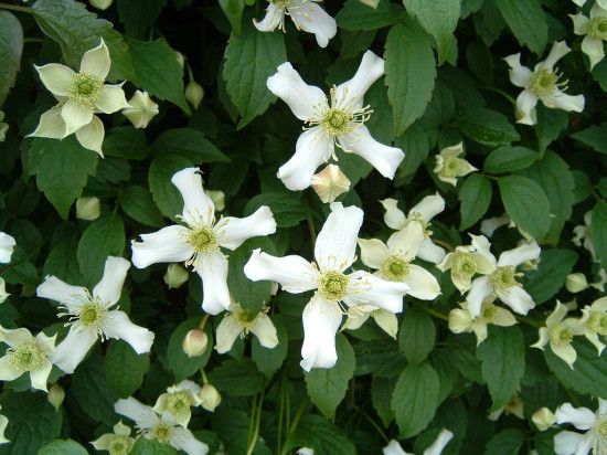 Clematis montana 