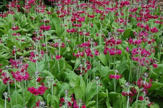 6 Primula pulverulenta (1280x851)