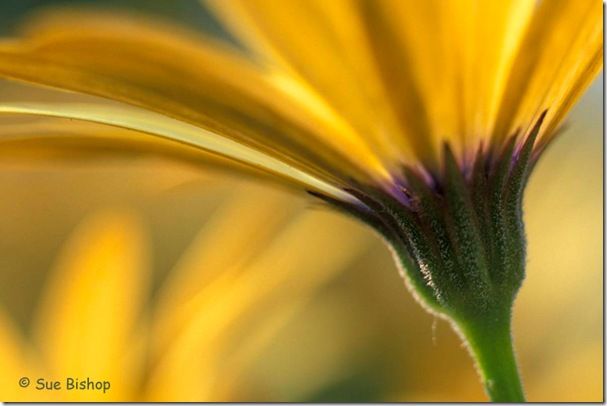 osteospermum close up