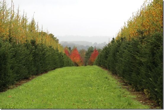 1. Taxus baccata cones 