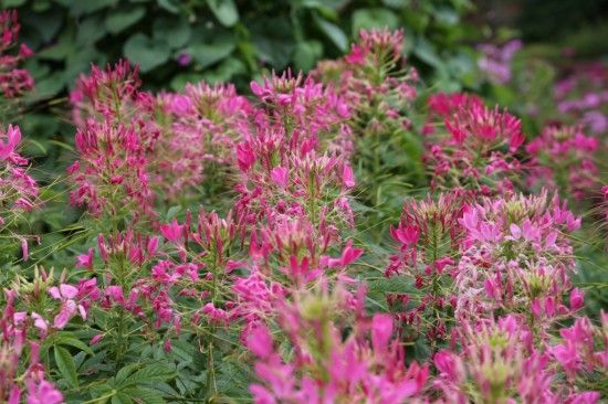 Cleome spinosa