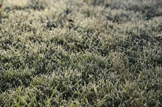 2 Frosted grass (1280x853)