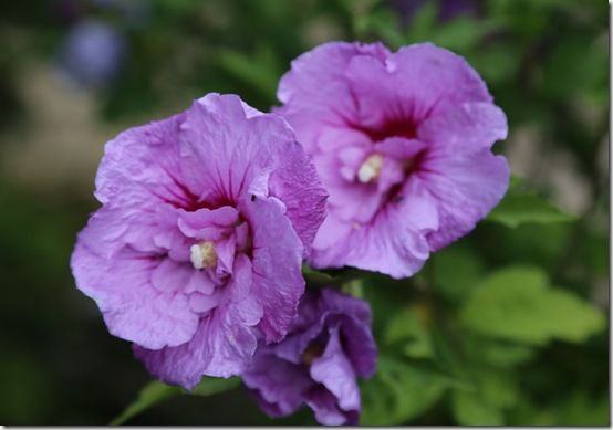 Hibisus 'Lavender Chiffon' 