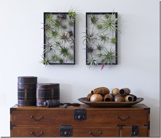 Tillandsia wall art