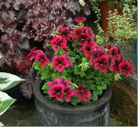 Pelargonium Candy 