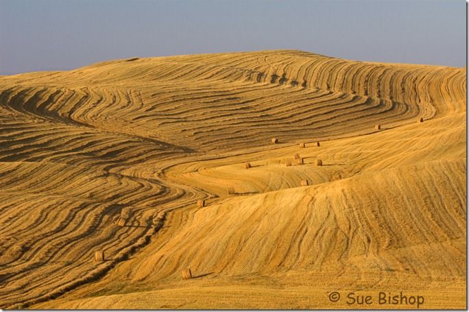 fields with bales