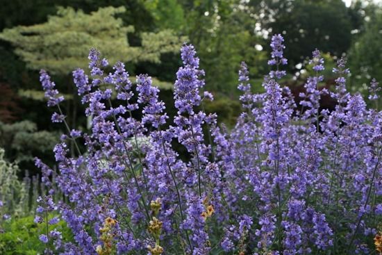 2 Nepeta 'Six Hills Giant' (1024x683)