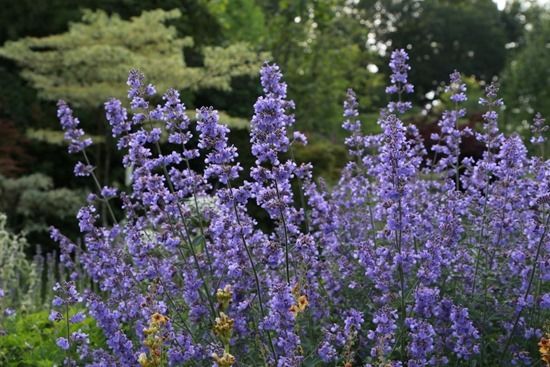 2 Nepeta 'Six Hills Giant' (1024x683)