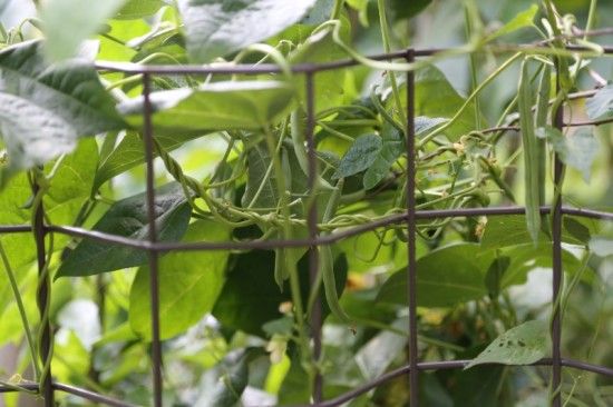 10 French Beans on VegTrellis (800x533)