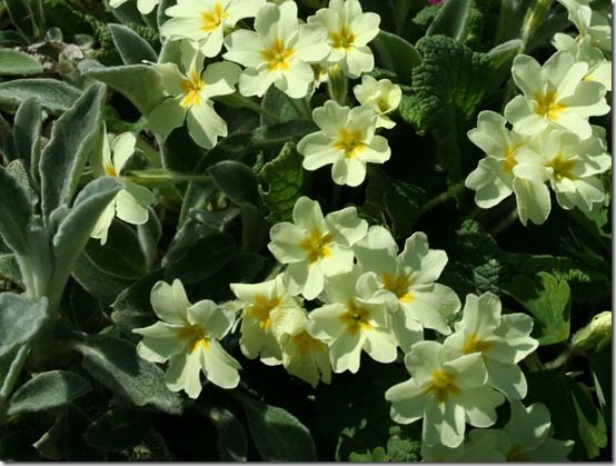 Primula vulgaris