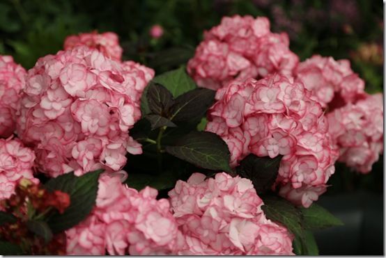 4 Hydrangea 'Miss Saouri' 