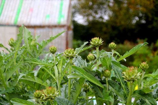 3 Globe artichokes (1280x853)