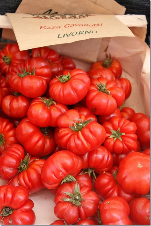 Tomato Costoluto d1 Parma
