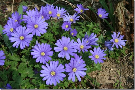 Anemone blanda 'Blue 