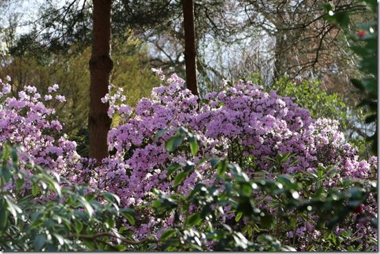 Rhododendron amethistinum