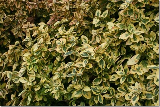 Euonymus 'Emerald 'n' Gold'