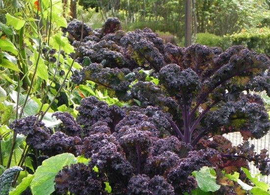 Curly Purple Kale