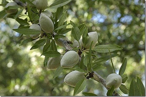 almond, Fruit Tree Specification & Rootstocks Guide