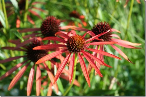 Echinacea 'Art's Pride'