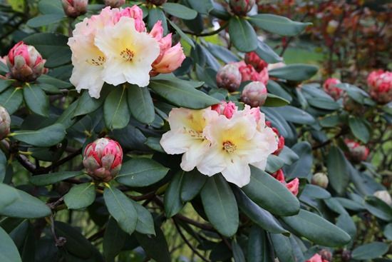 8 Rhododendrons need an ericaceous fertiliser