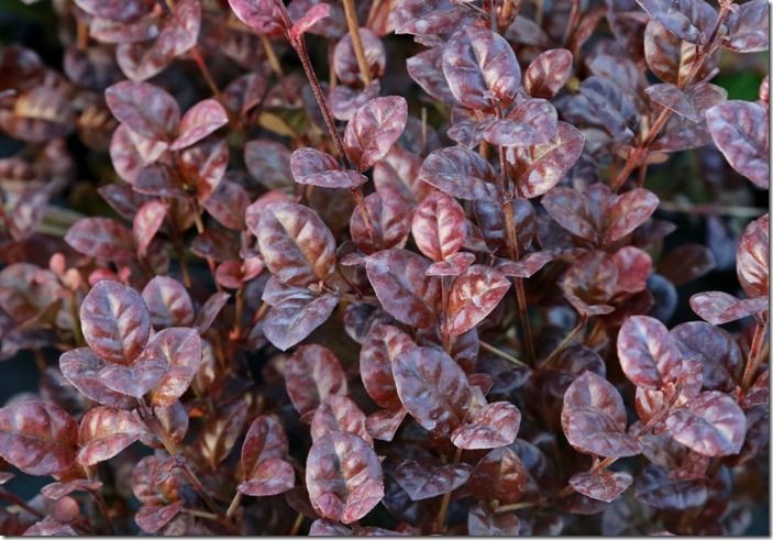 4 Lophomyrtus 'Black Pearl'