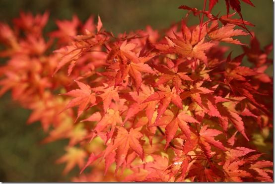 2. Acer palmatum Sango Kaku