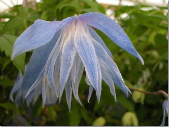 Clematis Wesselton'