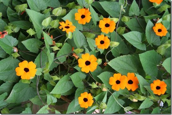 Thunbergia alata 