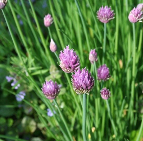 6 Chives in flower