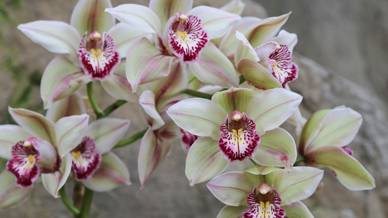 Orchid deals and more