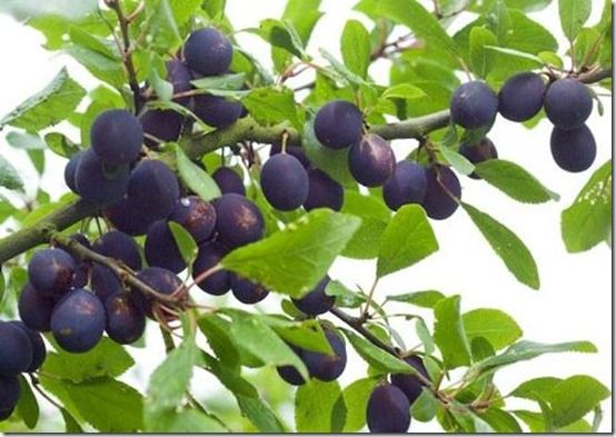 damson, Fruit Tree Specification & Rootstocks Guide