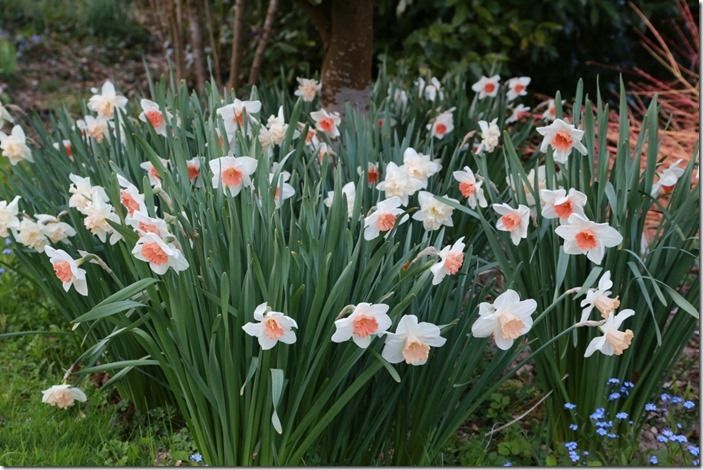 2 Narcissi in the vegetable patch