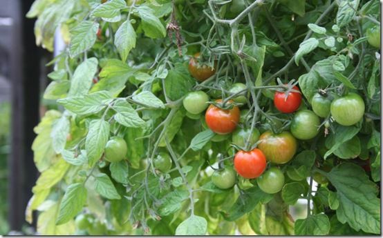 Tumbler tomatoes