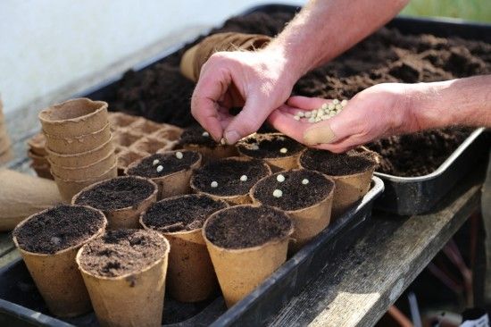 3 Sowing peas