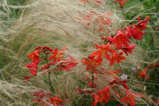  Crocosmia and Stipa