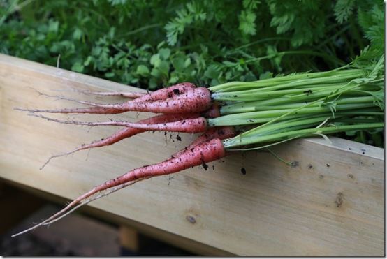 1 Long-rooted carrots 