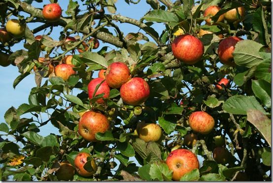  Apples, Fruit Tree Specification & Rootstocks Guide