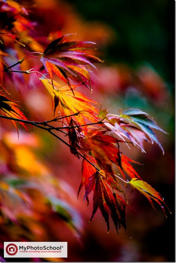 Autumn, clour, Colour, Fall, How to Photograph Autumn Colour, How to Photograph Fall Color, Leaves, tree, trees, Woodlland