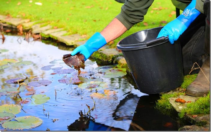 5 Removing lily leaves (1280x802)