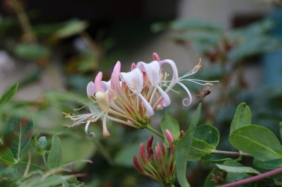 9 Lonicera periclymenum (800x533)