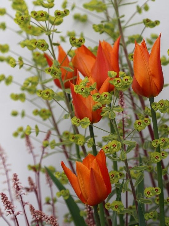 Tulipa 'Ballerina