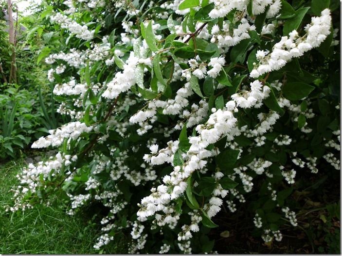 9 Deutzia scabra 'Plena'