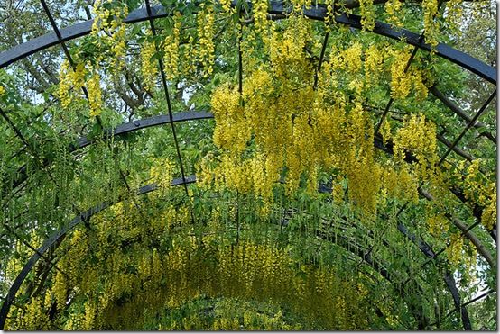 Laburnum arch