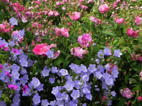  Rosa gallica var. versicolor with campanulas