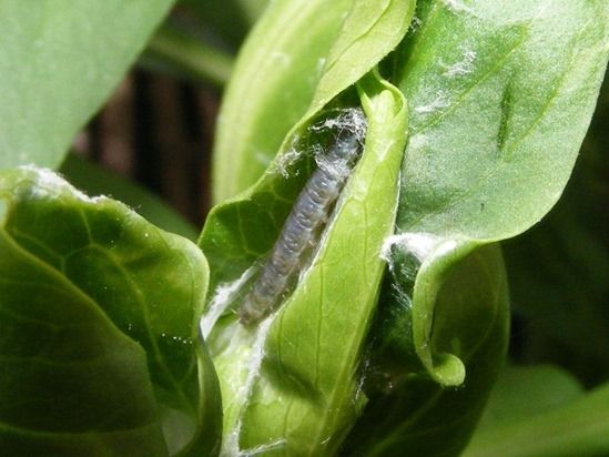 7 Tortrix moth larvae